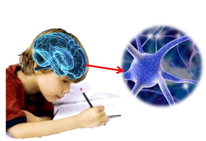 Sistema Neuroescritural El Cerebro Y La Escritura Redem 5737